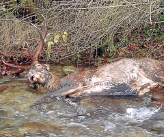 La sarna obligó a abatir hasta el 7% de los ciervos machos de Urbión en primavera